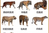 爪哇虎和东北虎区别，爪哇虎厉害吗？