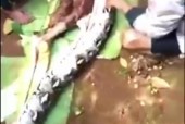 黄蛇巨蛇事件，大黄蛇费用？