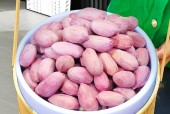 介绍特产山东美食，介绍山东特色