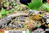 世界上最大的蛇是什么蛇视频？播放世界上最大的蛇长什么样？