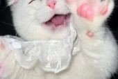 微笑猫的恐怖照片？微笑猫图？