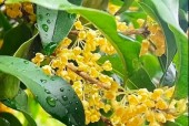 吉水天气预报12月，吉水 天气？