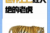 巴厘虎灭绝了没有，巴厘虎已经灭绝了吗？
