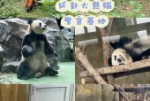 成都熊猫基地美食攻略，成都熊猫基地里的必玩项目？