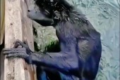 水猴子水鬼真实视频，水鬼水猴子是什么动物