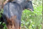 被拍到的15大不明生物，拍到的不明生物是真实的吗？