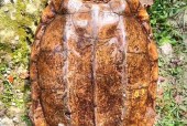 世界上体型最大的龟是什么鬼，世界上最大的5种龟？