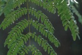 平阳水头镇天气预报？平阳水头镇天气预报15天？