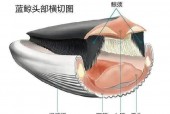 抹香鲸和大王乌贼为什么是天敌？抹香鲸和大王乌贼哪个厉害？