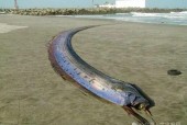 红海巨蛇全程视频？红海巨蛇百度百科？
