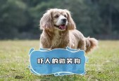真正的微笑狗主人？微笑狗的主人长什么样？