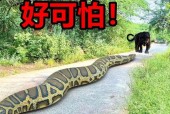 巴西水库炸出大蛇事件，巴西水坝炸出来的大蛇？