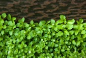 世界上最小的花的图片？世界上最小的花是什么植物的花？
