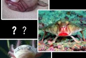 山海经被证实的生物，山海经已经证实的动物