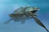 世界最大的海龟是，请问世界上最大的海龟是什么海龟？