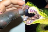 黄金箭毒蛙和海蛇谁厉害？黄金箭毒蛙大战蜈蚣？