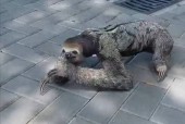 水猴水鬼吃人图片？水猴子水鬼吃人图片 抓人？
