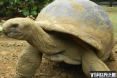 世界上最大的乌龟是什么样子，给我看一下世界上最大的乌龟？