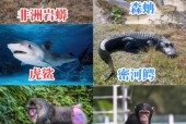 爪哇虎吃科莫多巨蜥不会被毒死吗，爪哇虎吃科莫多巨蜥不会被毒死吗视频