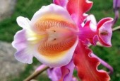 世界最稀有漂亮的花？世界最稀有的前十花朵？