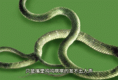马来西亚人头蛇身怪物？马来西亚的蛇？