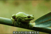世界上最毒的箭毒蛙，世界上最毒的箭毒蛙前十名视频？