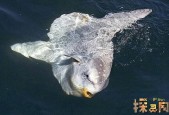 新疆天池水怪真相？新疆天池水怪真相图片？