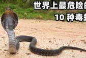 世界上最可怕的巨蛇？世界上最可怕的巨蛇是什么？