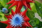 世界上比较高贵的花，世界上比较高贵的花图片大全大图