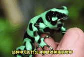 黄金箭毒蛙的毒性？黄金箭毒蛙毒性排第几？