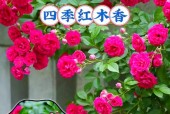 一年四季都盛开的花是什么花?？一年四季都盛开的花是什么花?脑筋急转弯打三个数字？