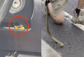 真足蛇咬人吗，真足蛇有几条腿
