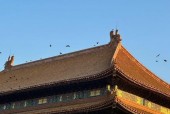 99年故宫乌鸦事件，故宫乌鸦群图片？