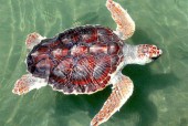 海龟最大能达到多少斤重？海龟最重有多少斤？