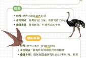 巨型兔子吃人图片？巨型兔子好吃吗？