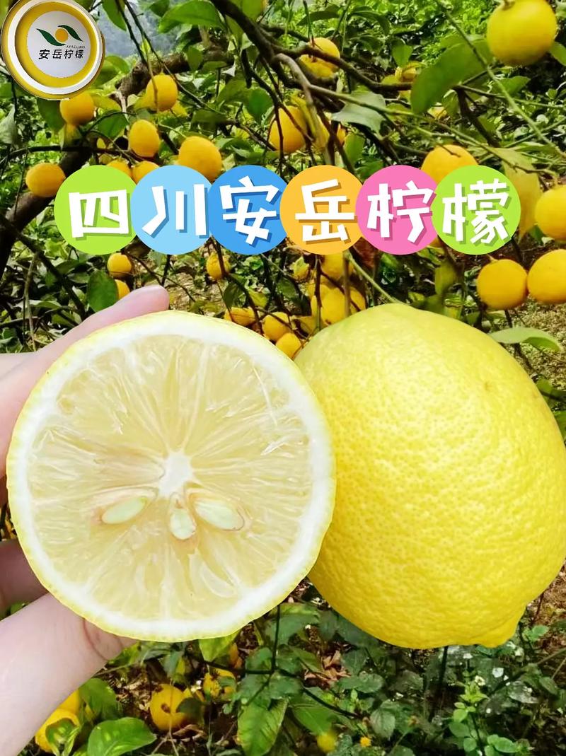 资阳美食特产简介，资阳美食特产简介作文？  第1张