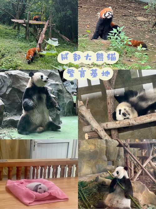 成都熊猫基地美食攻略，成都熊猫基地里的必玩项目？  第1张