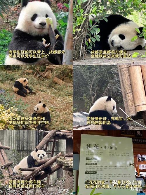 成都熊猫基地美食攻略，成都熊猫基地里的必玩项目？  第2张