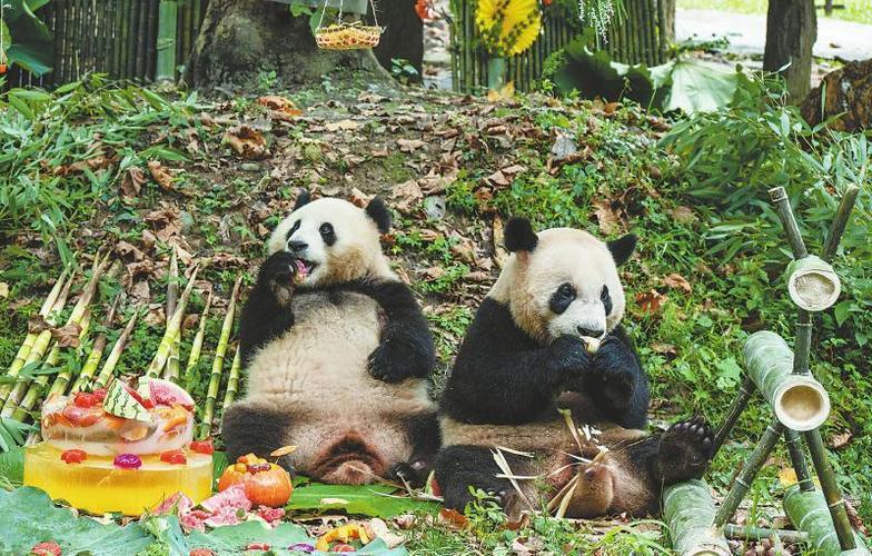 成都熊猫基地美食攻略，成都熊猫基地里的必玩项目？  第4张