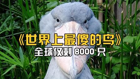 世界上傻子比较多的国家？世界上傻子比较多的国家是？  第4张