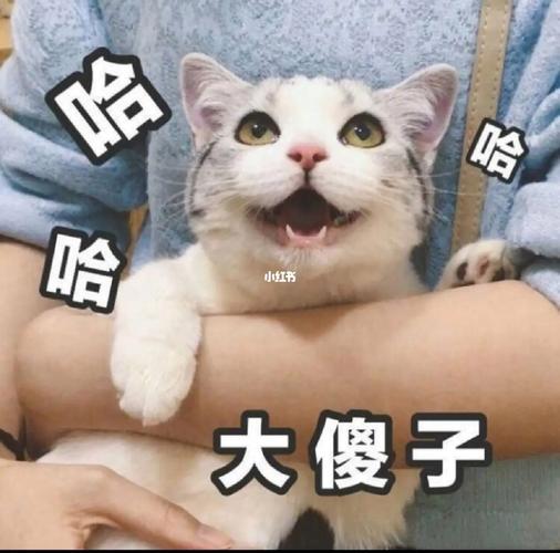 世界上傻子比较多的国家？世界上傻子比较多的国家是？  第5张
