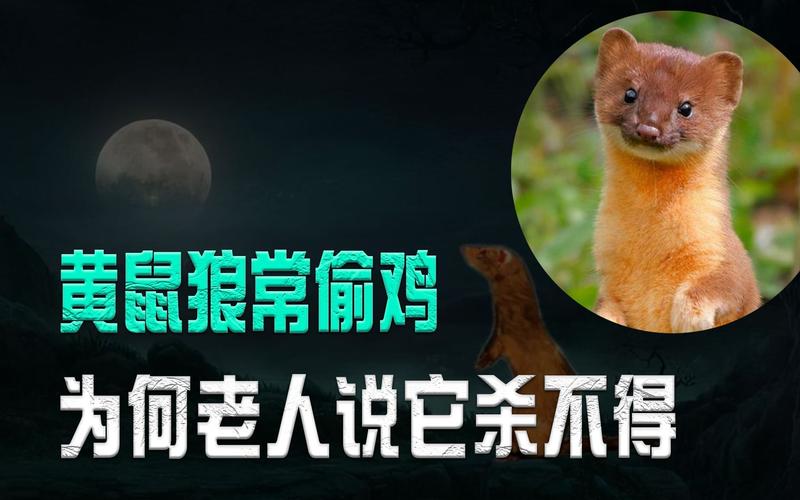 黄鼠狼附身视频？黄鼠狼附身有什么征兆？  第5张