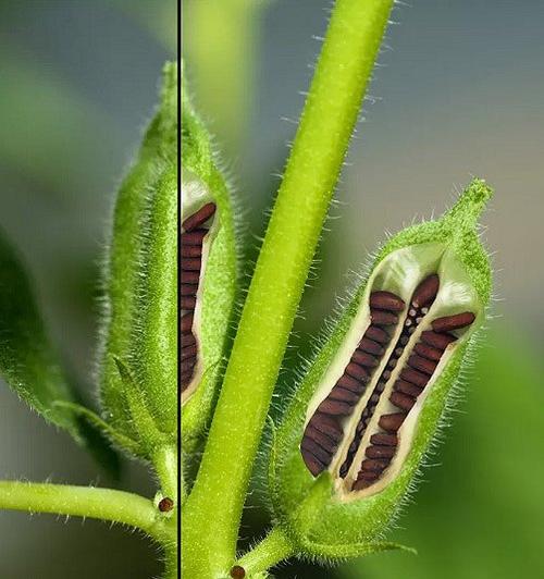 芝麻洗澡嵌进皮肤里，芝麻洗澡嵌进皮肤里会怎么样  第4张