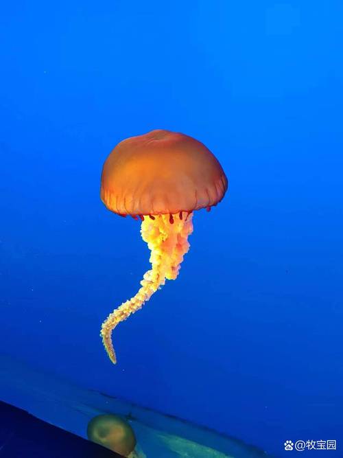 澳洲方水母，澳洲方水母和箭毒蛙谁更厉害  第1张