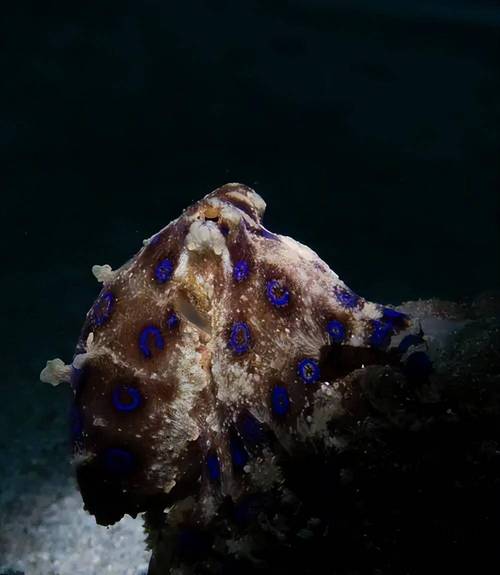 澳洲方水母，澳洲方水母和箭毒蛙谁更厉害  第3张