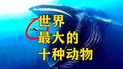 世界上最大的动物是哪种动物？世界上最大的动物是什么动物?？  第2张