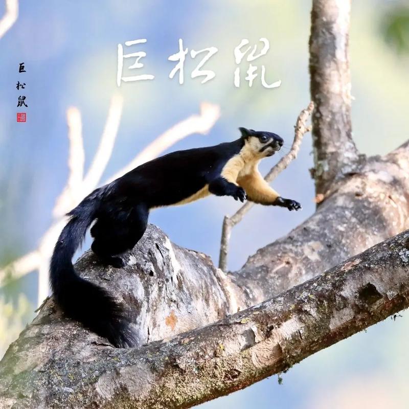 巨松鼠视频？巨大的松鼠？  第4张