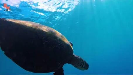 世界上最大体型的海龟？世界上最大体型的海龟有多大？  第1张