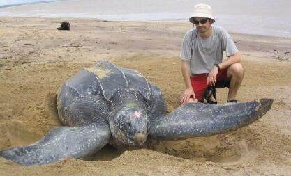 世界上最大体型的海龟？世界上最大体型的海龟有多大？  第5张