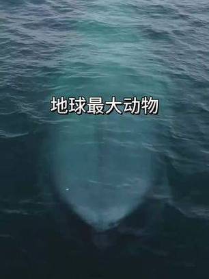 世界上最大的动物是蓝鲸？世界上最大的动物是蓝鲸还是非洲象？  第1张